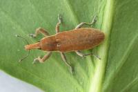 Lixus punctiventris