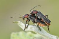 Cantharis rustica