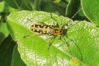 Saperda scalaris