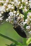Stictoleptura scutellata