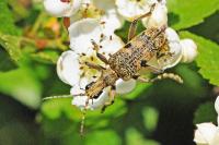 Rhagium mordax