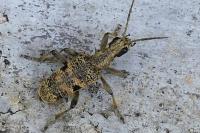 Rhagium mordax