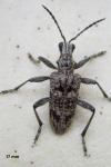 Rhagium inquisitor