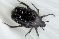 Oxythyrea funesta