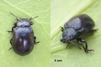Plagiosterna aenea