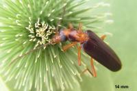 Nacerdes carniolica