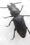 Spondylis buprestoides