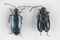 Phyllotreta