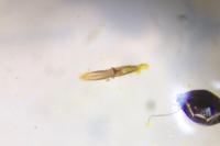 Phyllotreta