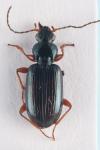 Bembidion decorum