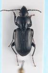 Pterostichus melanarius