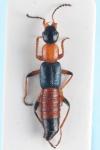 Paederus fuscipes