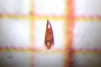 Paederus fuscipes