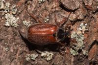 Melolontha melolontha
