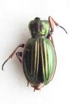 Carabus auratus
