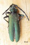 Aromia moschata
