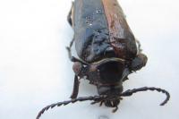 Prionus coriarius