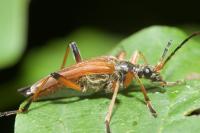 Stenocorus meridianus