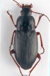 Calathus fuscipes