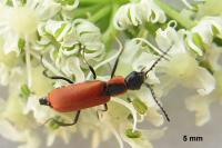 Anthocomus rufus