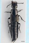 Philonthus splendens