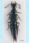 Philonthus tenuicornis
