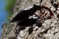 Lucanus cervus
