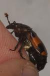 Nicrophorus investigator