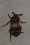 Nicrophorus investigator