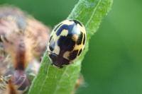 Propylea quatuordecimpunctata