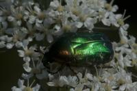 Cetonia aurata