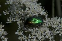 Cetonia aurata