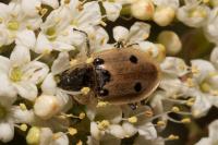 Dendroxena quadrimaculata