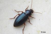 Ophonus ardosiacus
