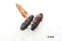 Bitoma crenata
