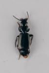 Microlestes maurus
