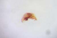 Microlestes maurus