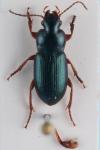 Ophonus azureus