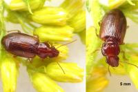 Bradycellus verbasci