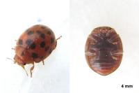Subcoccinella vigintiquatuorpunctata