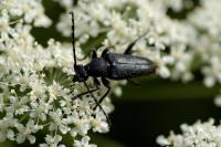 Stictoleptura scutellata