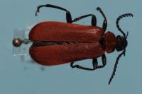 Pyrochroa coccinea
