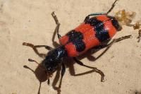Trichodes apiarius