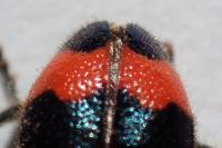 Trichodes apiarius