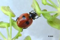 Coccinella quinquepunctata
