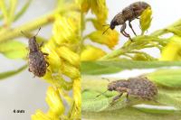 Sitona hispidulus