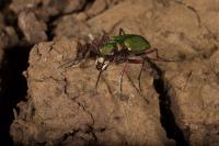 Cicindela campestris