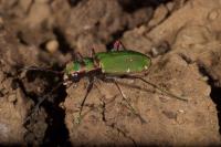 Cicindela campestris