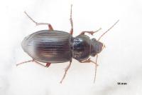 Amara aulica