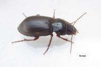 Amara aulica